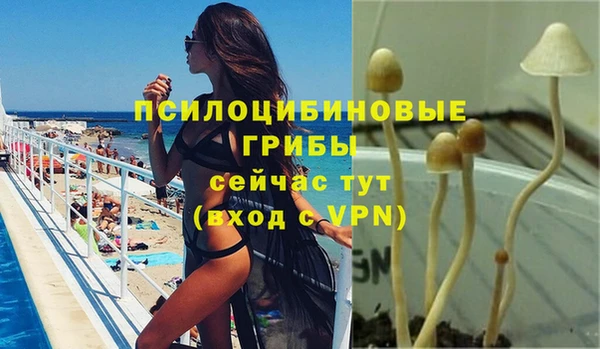 прущие грибы Богородицк